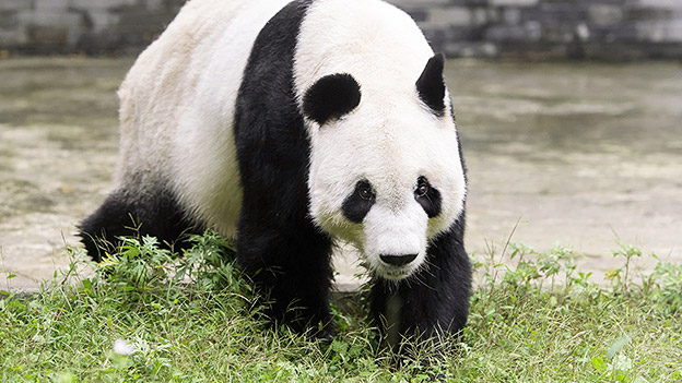 Panda-Männchen Yuan Yuan