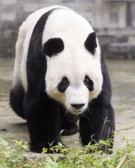 Panda-Männchen Yuan Yuan