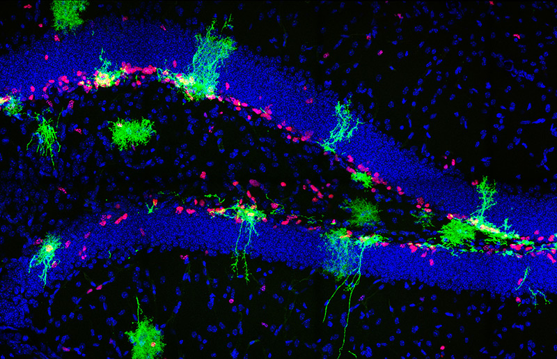 Mikroskop-Aufnahmen der Neuronen produzierenden Stammzellen (grün) im Gehirn erwachsener Mäuse
