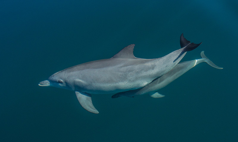 Delfinmutter und Kalb in der "Shark Bay"