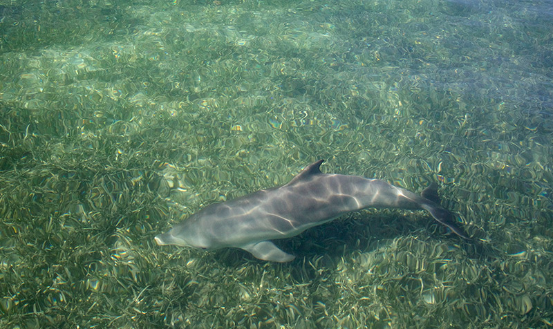 Delfin über einer Seegraswiese