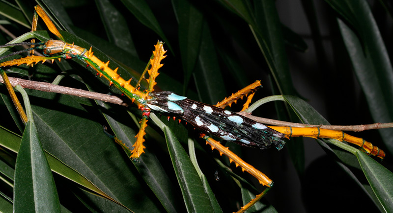 Das Männchen der Stabschrecke Achrioptera maroloko