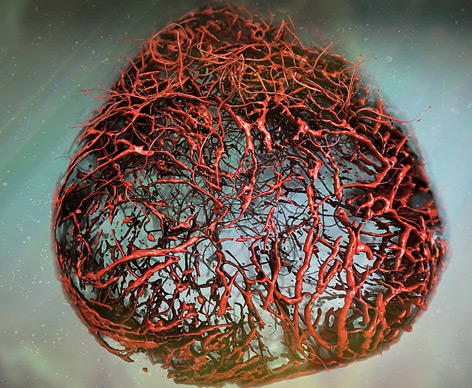 Illustration des Blutgefäß-Organoids