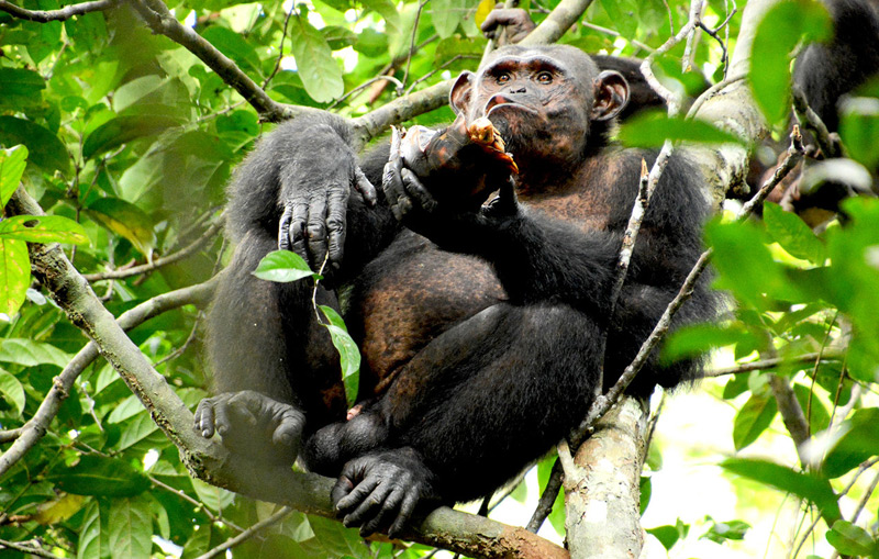 Schimpanse verspeist Schildkröte