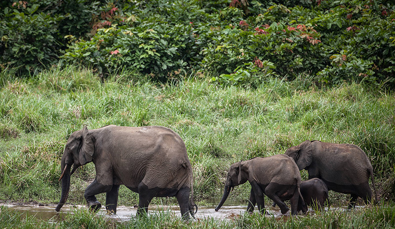 Weibchen und Jungtiere: Waldelefanten waten im Ivindo-Nationalpark durch ein Gewässer