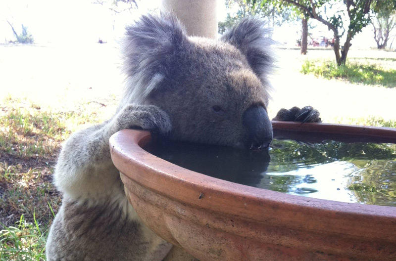 Koala trinkt aus einem Brunnen