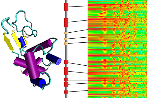 Proteinmodell (links) und entsprechendes Frequenzdiagramm (rechts)