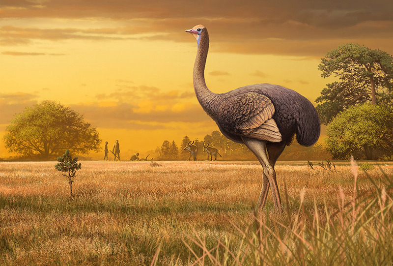 Rekonstruktion: Riesenvogel in Savannenlandschaft