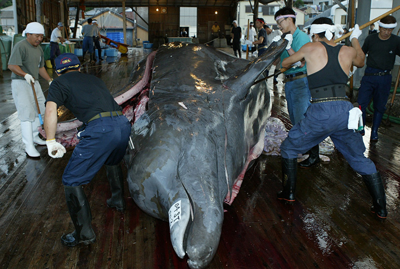 Japanische Fischer zerlegen einen Wal