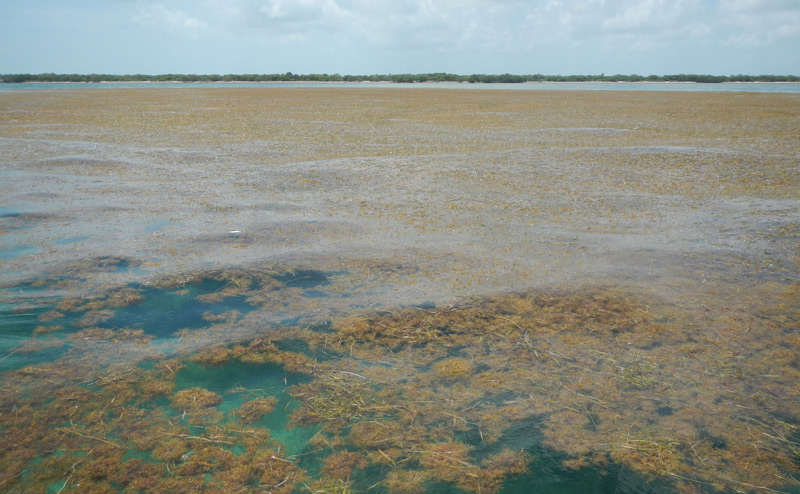 Alge: Golftange im Meer