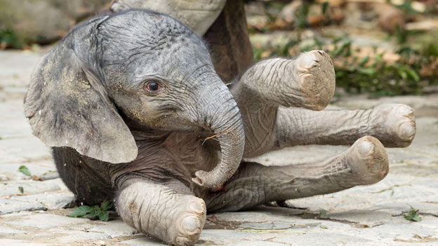 Elefantenbaby im Tiergarten Schönbrunn geboren