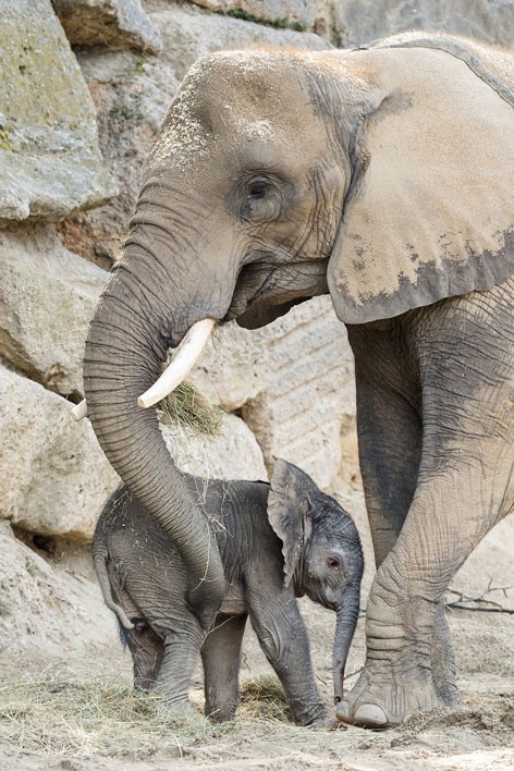 Elefantenbaby im Tiergarten Schönbrunn geboren