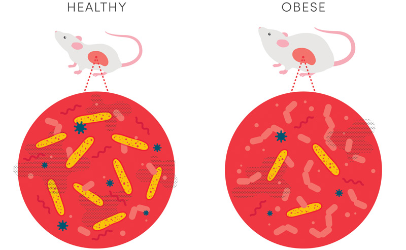 Grafik: Ja nach Bakterienbesiedelung ist die Maus schlank oder übergewichtig