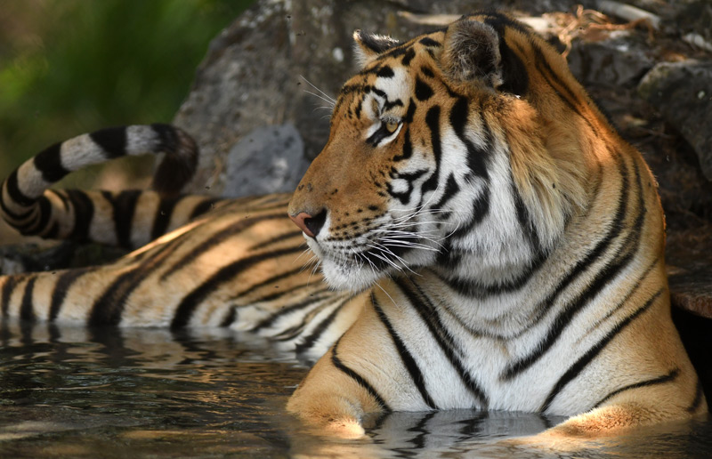 Bengalischer Tiger im Zoo
