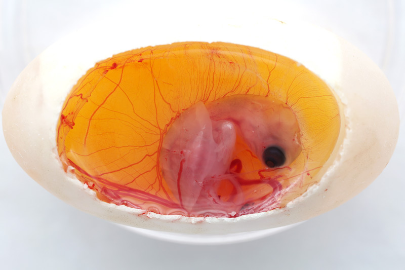 Schildkrötenembryo im Ei