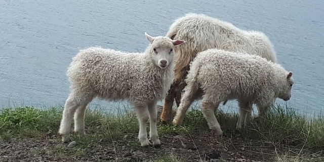 Cute Sheep, Westfjords