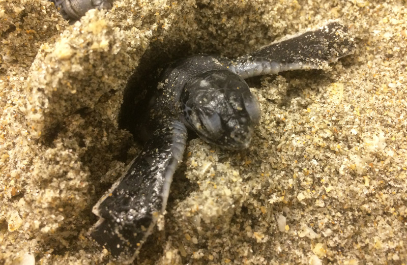 Junge Meeresschildkröte im Sand