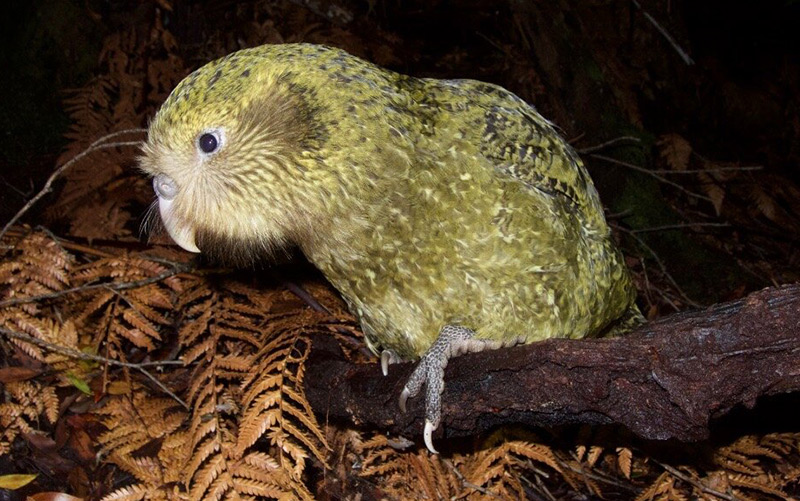 Ein Kakapo