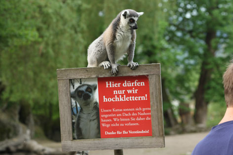 Katta aus dem Zoo Salzburg Hellbrunn