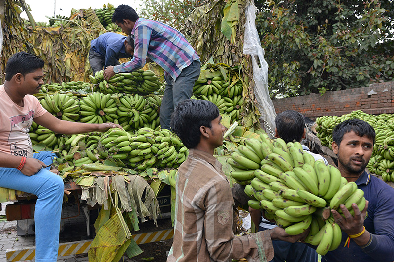 Arbeiter tragen Bananenstauden