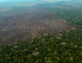 Verbrannter Regenwald