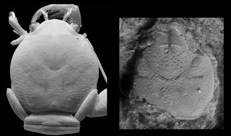 Links ein moderner Springkrebs, rechts das älteste gefundene Fossil (150 Mio. Jahre)
