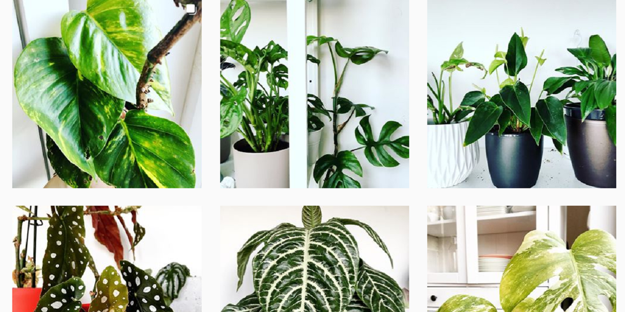 Der Instagram-Account der Plantfluencerin Iwona Laub