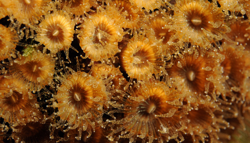 Polypen der Koralle Cladocora caespitosa.