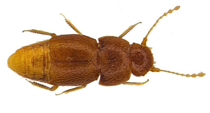 Käfer namens Nelloptodes gretae