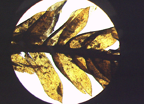 Blick durch das Mikroskop auf ein 5.300 Jahre altes Glattes Neckermoos (//Neckera complanata//), das bei Ötzi gefunden wurde