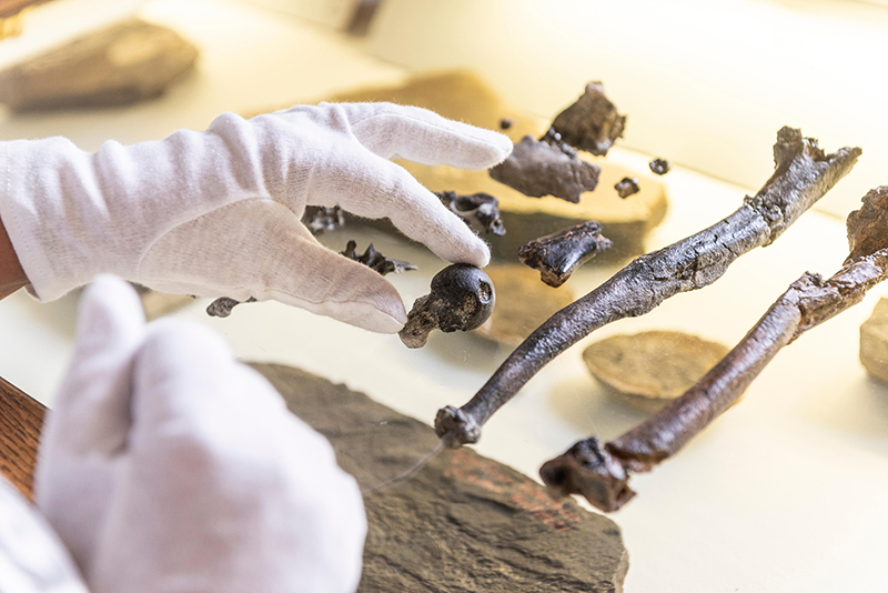 Laboraufnahme: Fossilien aus der Tongrube "Hammerschmiede" im Unterallgäu