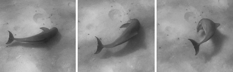 Körperdrehung eines Delfins vor dem Abtauchen in den Sand