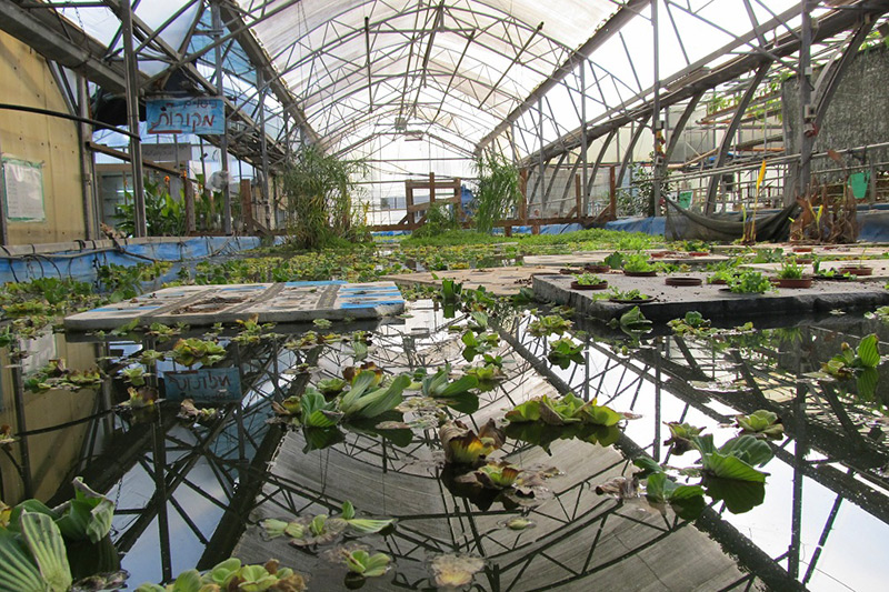 Innenansicht des Ecological Greenhouse: Gewächshaus mit Wasserpflanzen