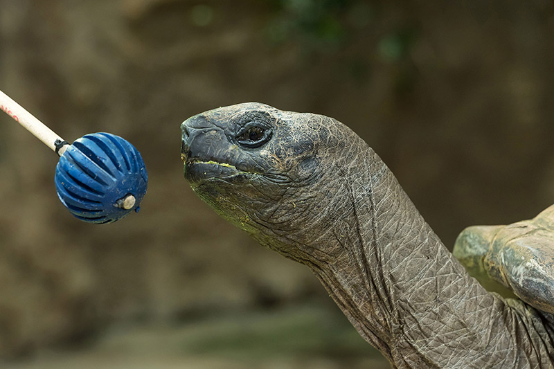 Riesenschildkröte Schurli blickt auf einen blauen Ball