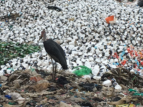 Nairobi Müll Marabu