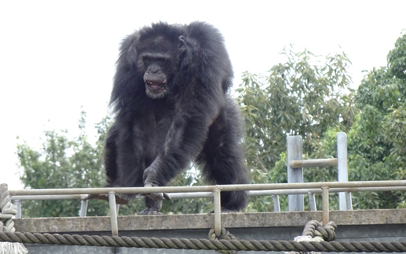 Ein männlicher Schimpanse beim Tanzen im Primatenzentrum