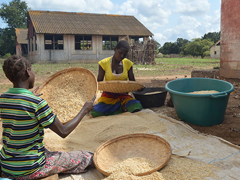 Frauen in Mosambik trennen Spreu von Weizen.