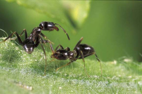 Argentinischen Ameisen