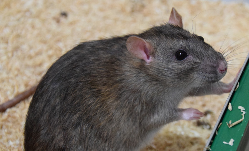 Ratte bei Experiment