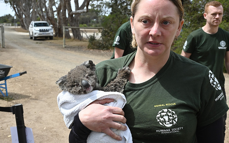 Eine Helferin hat einen Koala auf der Känguru-Insel gerettet