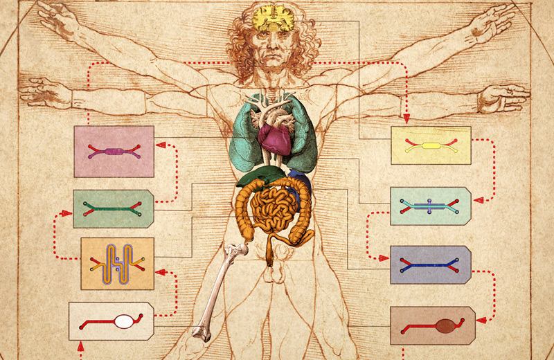 Organchips auf einer Zeichnung des menschlichen Körpers von Leonardo da Vinci