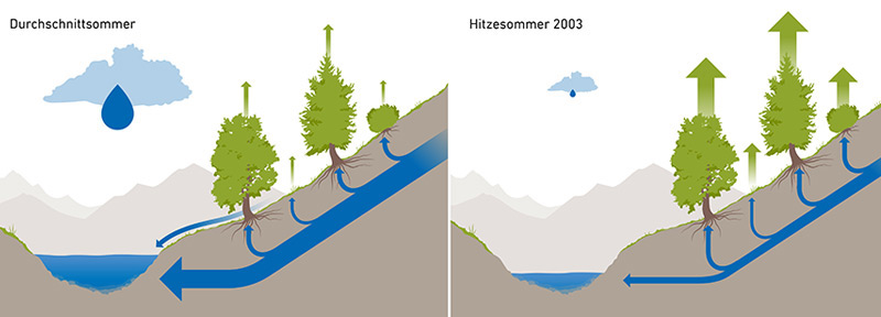 In einem Durchschnittlssommer verdunsten Pflanzen weniger (grünes) Wasser, in einem Dürresommer hingegen mehr. Das verschärft den (blauen) Wassermangel in Bächen.