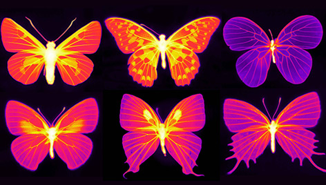 Infrarot-Aufnahmen der Schmetterlinge: Helle Stellen zeigen Strahlungskühlung