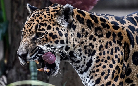 Ein Jaguar leckt sich die Zunge