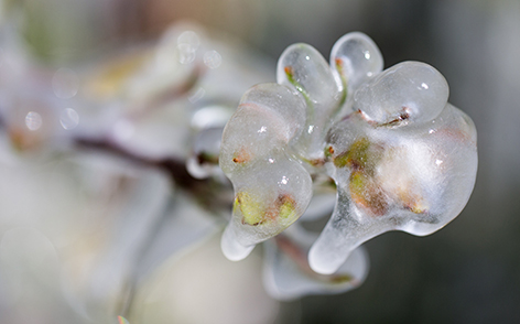 Eingefrorene Blütenknospen nach Frostschutzberegnung