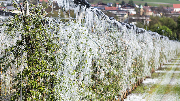 Eingefrorener Obstgarten nach Frostschutzberegnung
