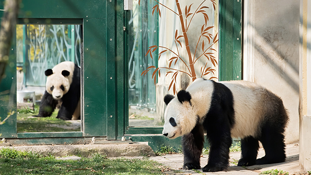 Tiergarten Schönbrunn, Pandas, Yuan Yuan, Yang Yang