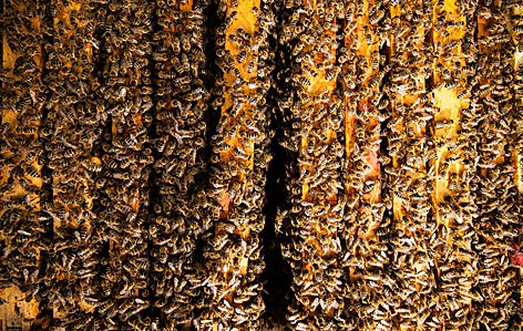 Blick ins Innere des Bienenstocks mit vielen Bienen