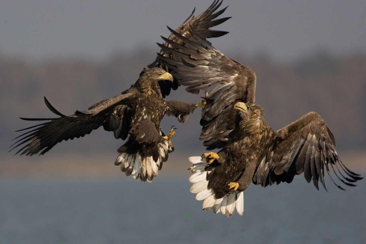 eagles fighting