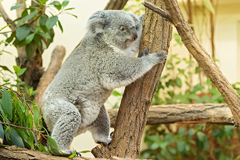 Koala Bär "Bunji"